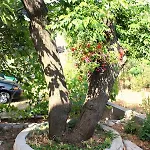 公寓 By The Sea Barbat, Rab - 5005